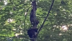 Семья енотов обустраивается в Курортном парке Железноводска