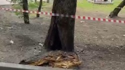 Молния ударила в дерево на территории озера «30’Ка» в Железноводске