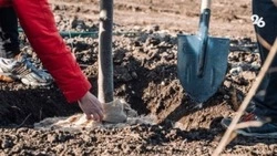 Свыше 350 тыс. человек участвовали в акции «Сохраним природу Ставрополья»