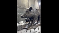 Скульптуры диких кабанов установят в Железноводске